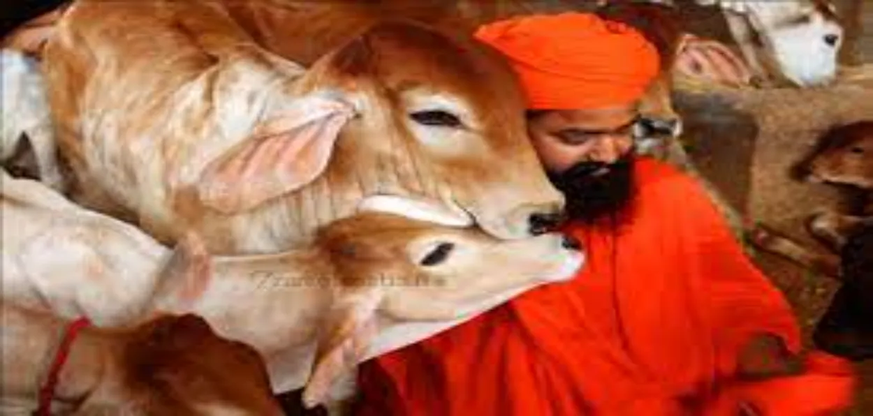Scene inside a gaushala in Meerut