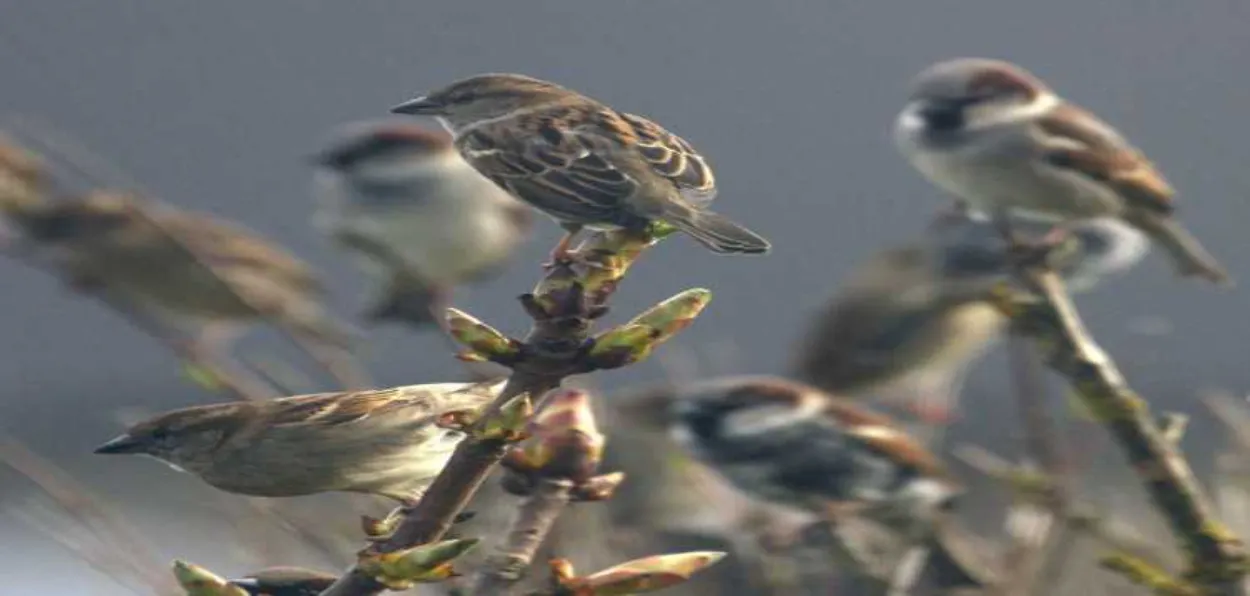 Sparrows