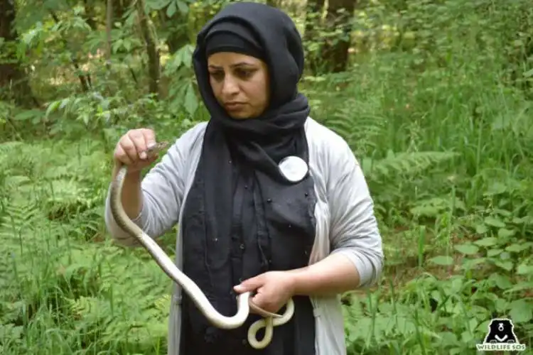 Aliya Mir caching a venomous snake 