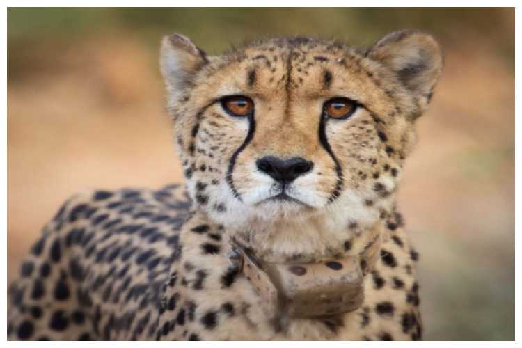 Namibian Cheetah Shasha died at the Kuno National Park due to a renal failure