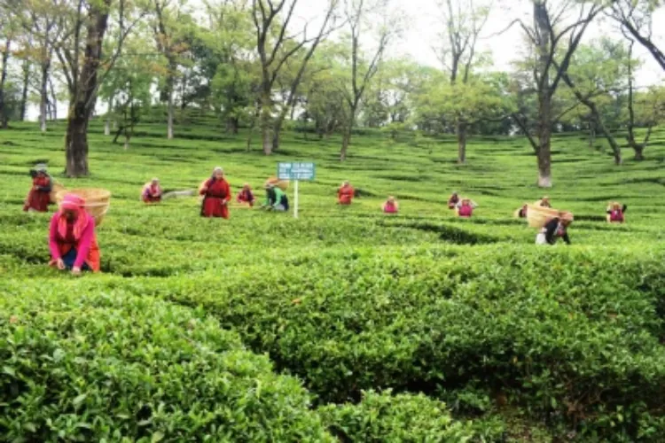 A tea garden in Himachal Pradesh