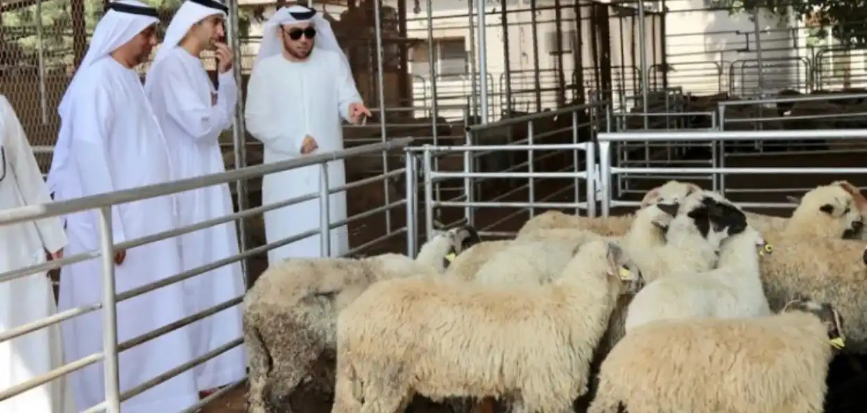 People buying sheep in Abu Dabhi, UAE