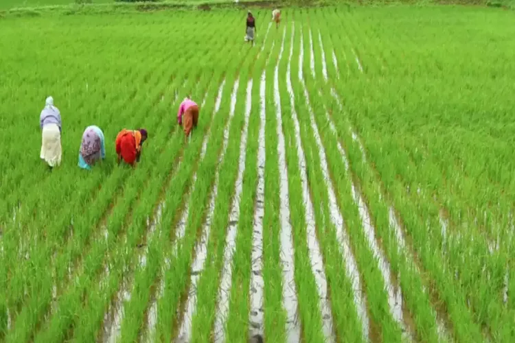 Several farmers have abandoned Kuruvai farming due to shortage of water, they are in need of Cauvery waters