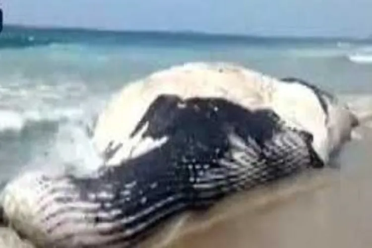  Local fishermen say this is a rare fish in these seas, they suspect that it died after entering shallow water
