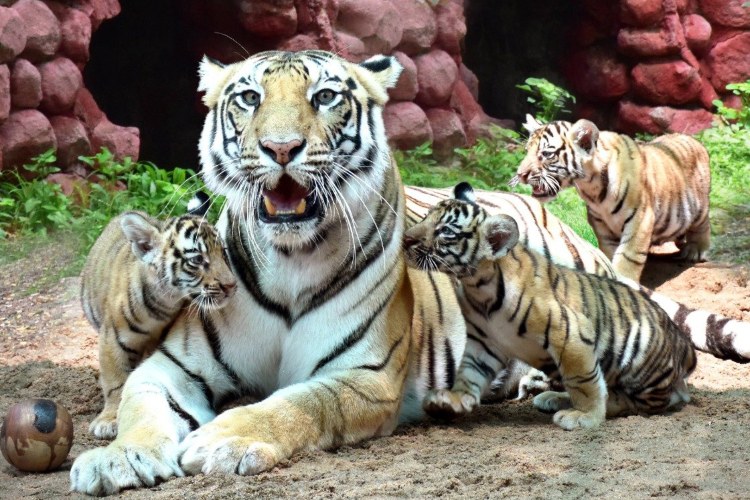 Image ID   138473File Size   979KBFormat   JPG Asha, a Royal Bengal Tigeress at Nehru Zoological Park, with its cubs
