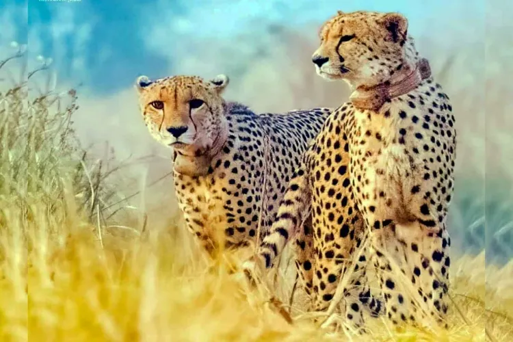 One more big cat identified as Dhatri died at  the Kuno National Park