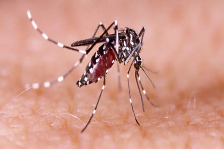 Dengue causing mosquito