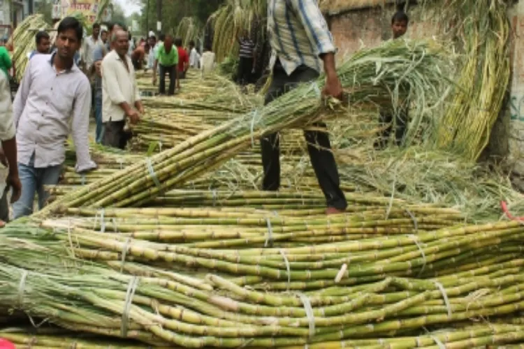 Sugarcane farmers