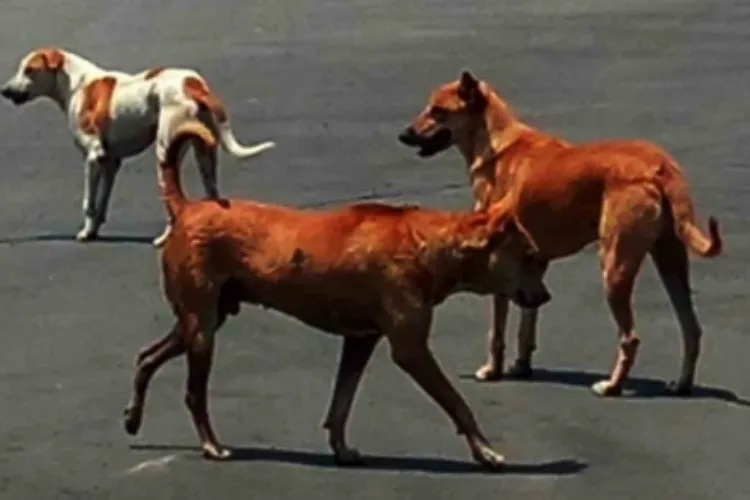 Stray dogs in Delhi