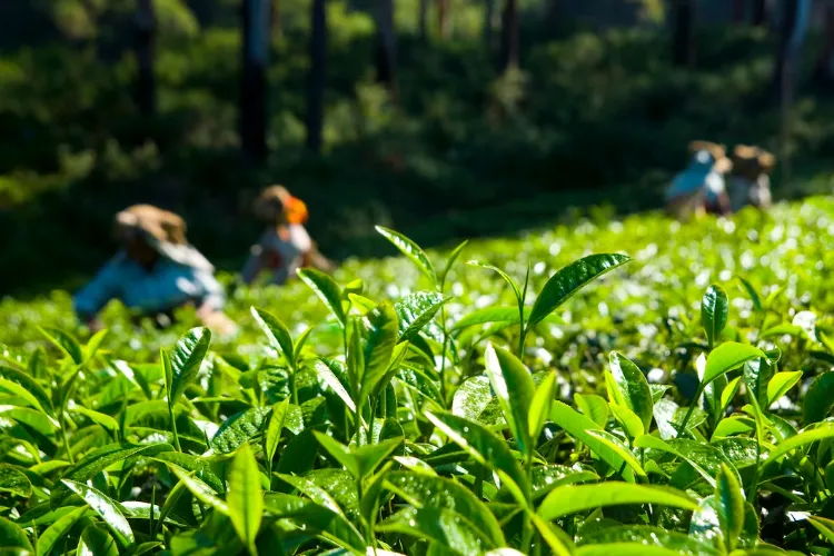 Tea waste will turn into various pharmaceutical and food products with the help of technology 
