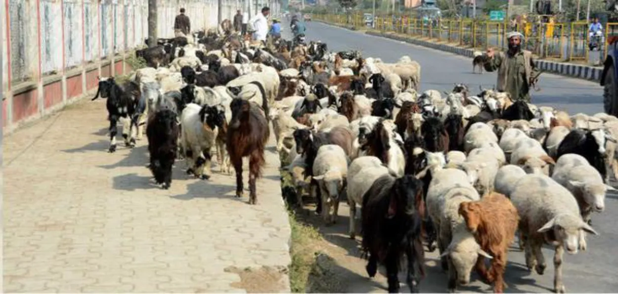 Gujjar tribesman with his herd