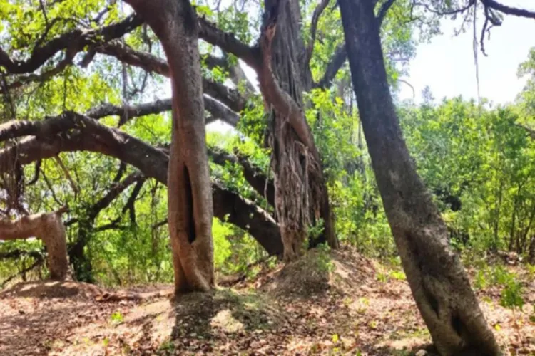 Ancient Banyan tree is regarded as India’s national tree 