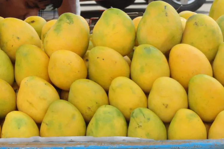 A variety of Indian mango