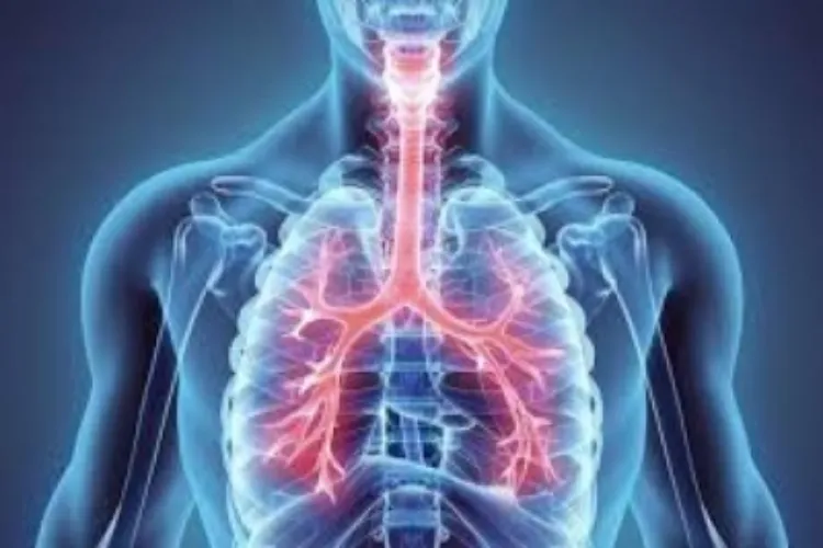 Lungs