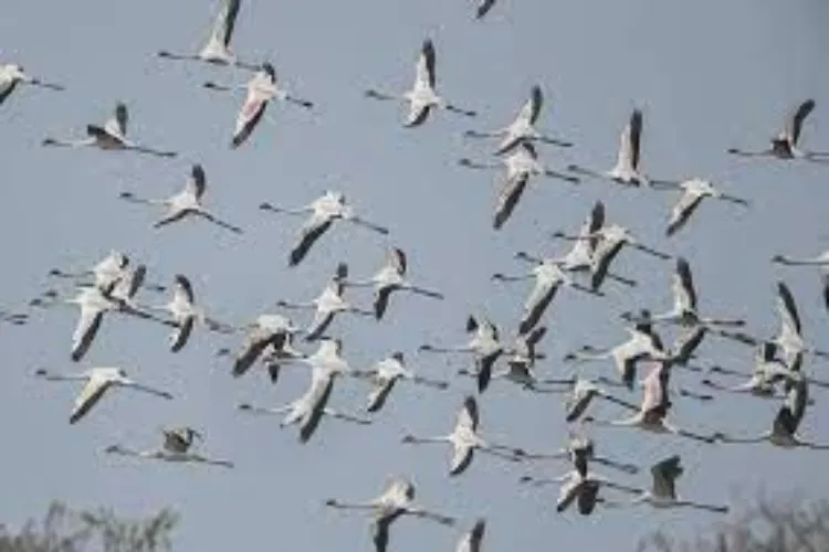 Migratory birds