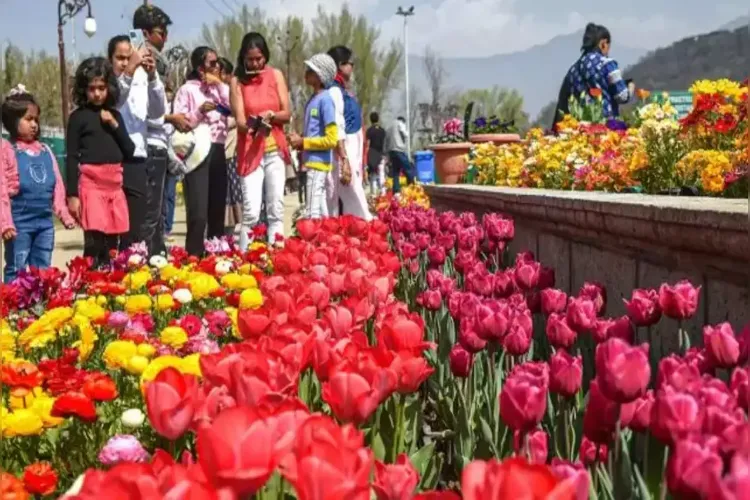 Tulip Festival at Shanti Path, Delhi