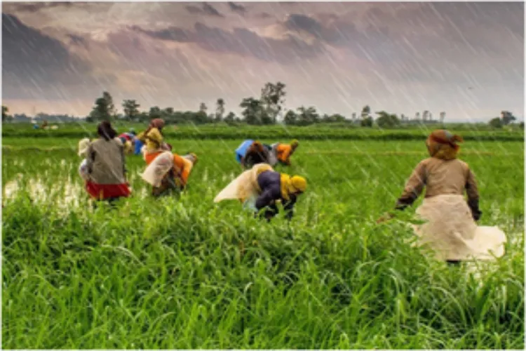 Farmers tending to their crops 