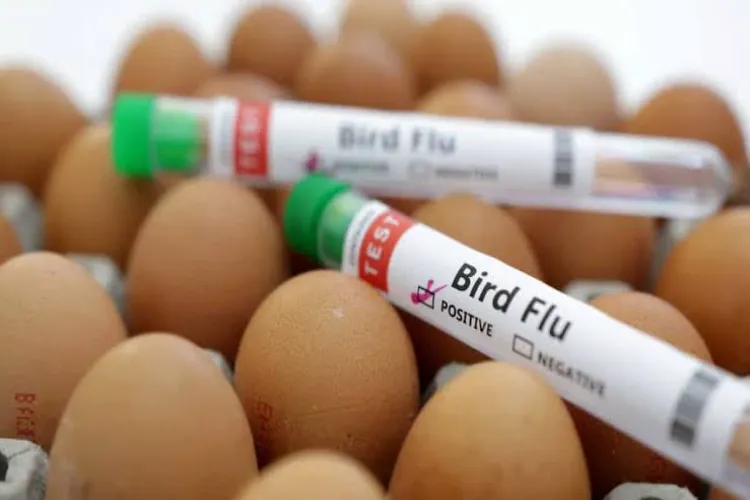 Representational image of bird flu