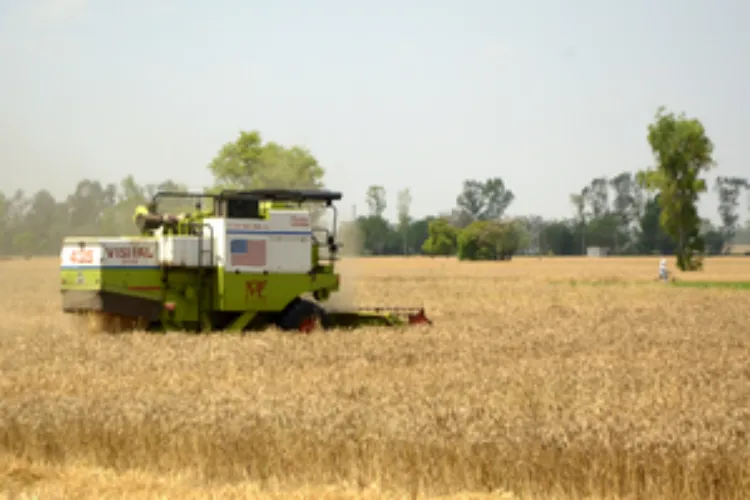 A wheat field 