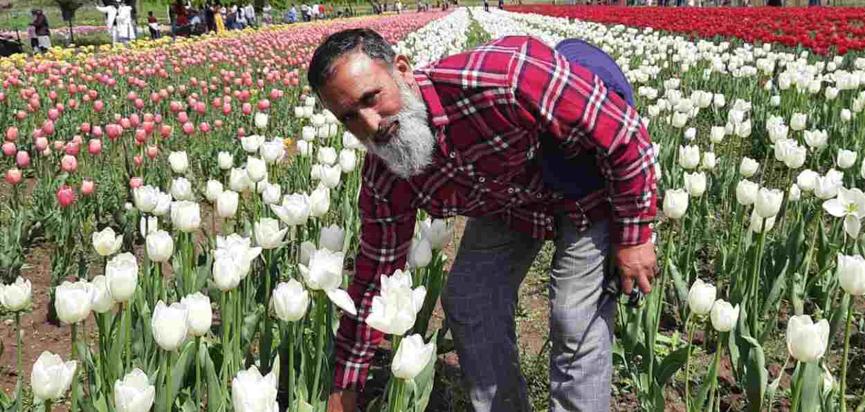 Ghulam Mohammed Mottu, Chief gardener of the Tulip Garden, Srinagar (Pic by Ehsan Fazili)