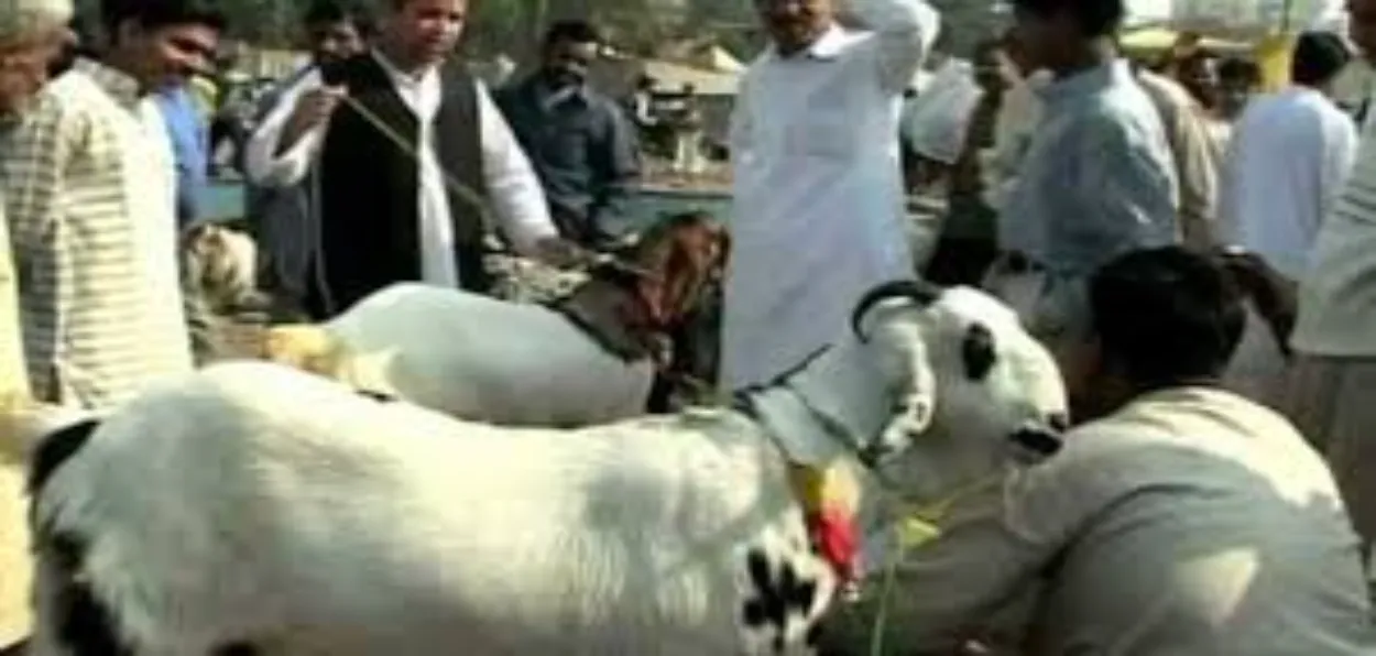 Muslims buying sheep for Eid-ul-adah