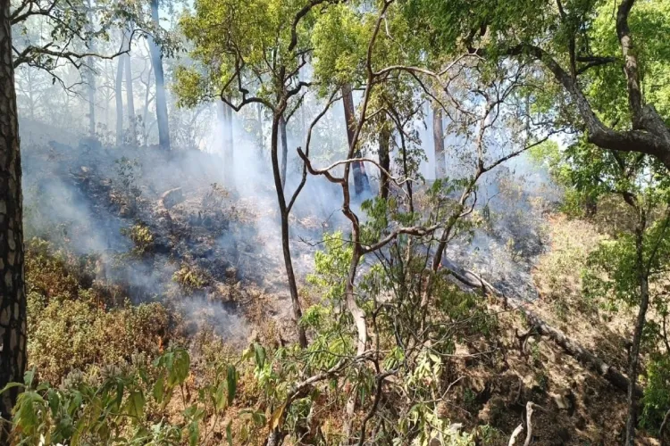 Forest fire in Chamoli district