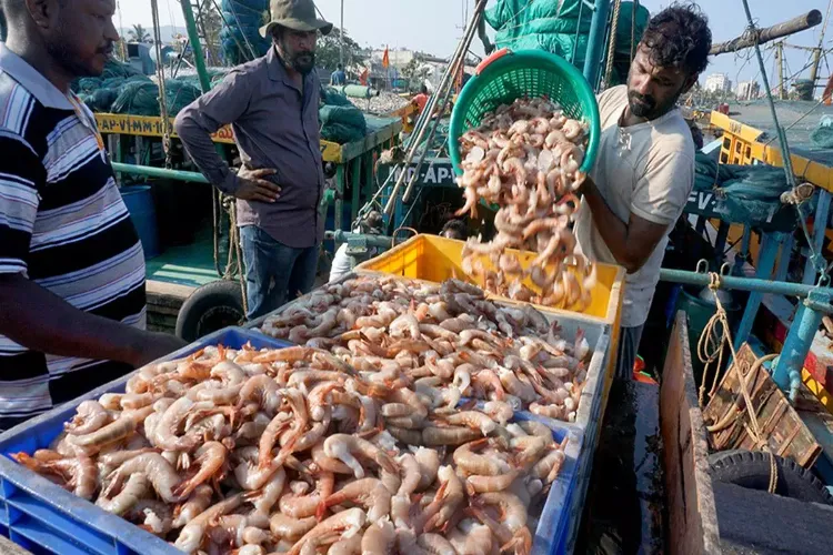 India’s seafood exports touches a high