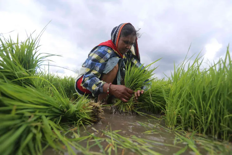  India's female labour force participation has been rising