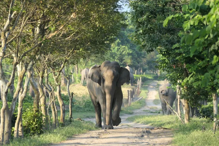 'HaatiApp' will help Elephants to cope up with humans