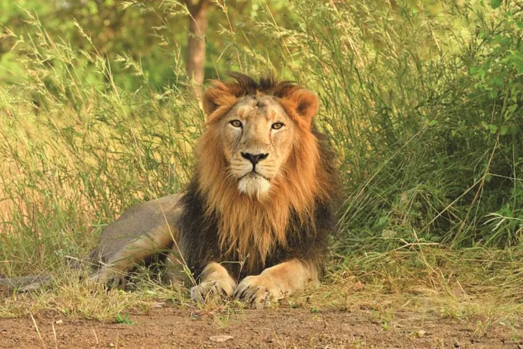 Lion in the Gir Forest