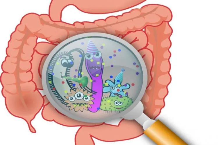 Gut bacteria (Representational image) 