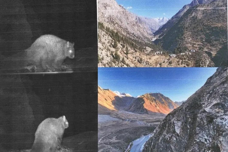 First photographic record of flying squirrel in Himachal