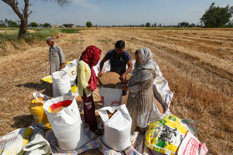 Farmers fill sacks with harvested wheat crop near the International Border, in Jammu, Saturday, April 26, 2025. Harvesting was restricted due to border tensions following the Pahalgam terror attack that left 26, mostly tourists, dead. 