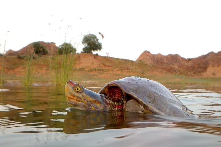 Red-crowned roofed turtle returns to Ganga