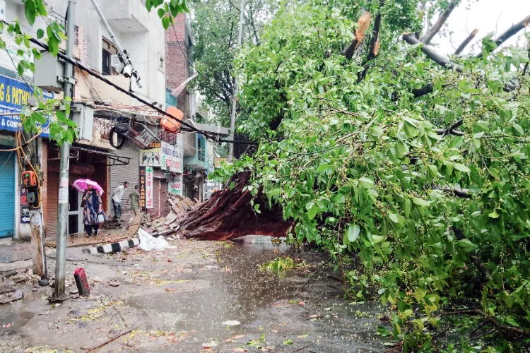 A big Jamun tree fell under the pact of rainfall in Najafgarh, Delhi on 