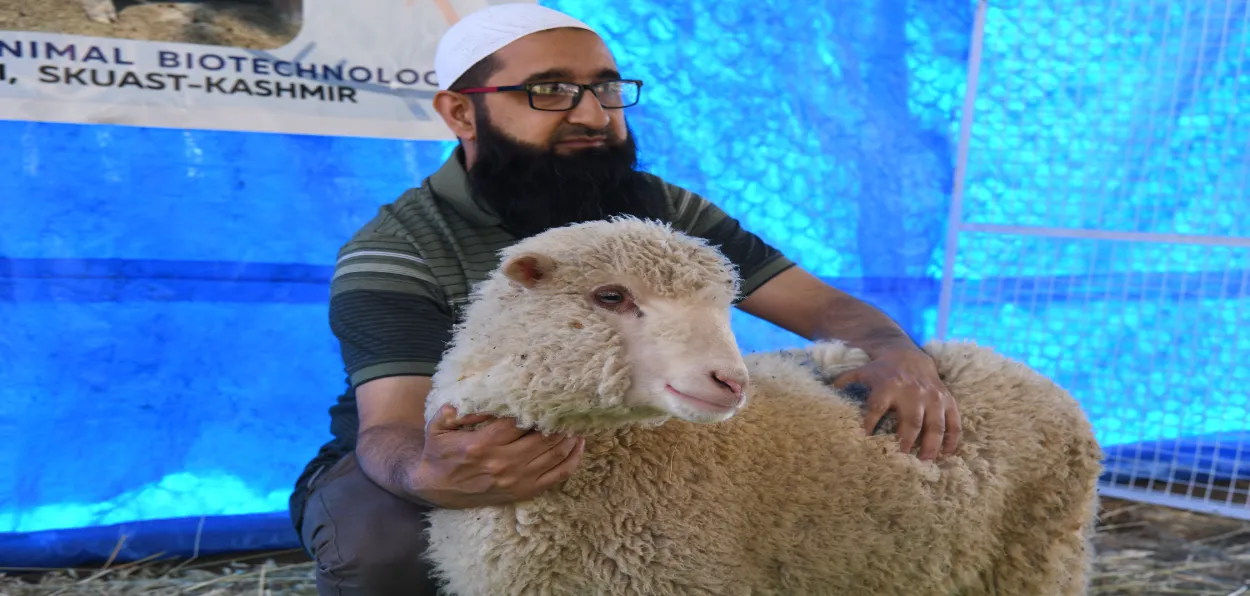 India's first gene-edited sheep at Sher-e-Kashmir University of Agricultural sciences and technology, Srinagar