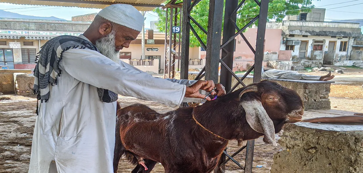 A vendor cuts the hair of a goat at a livestock market in Ajmer, Rajasthan, ahead of Eid al-Adha