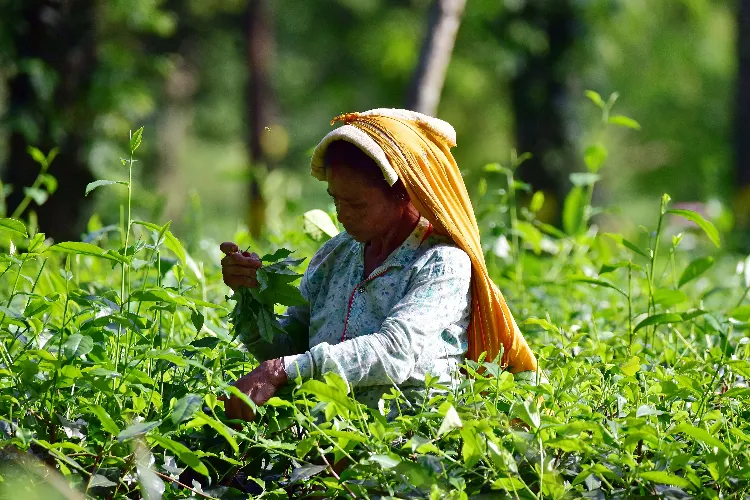 A plantation worker in an Assamese tea estate