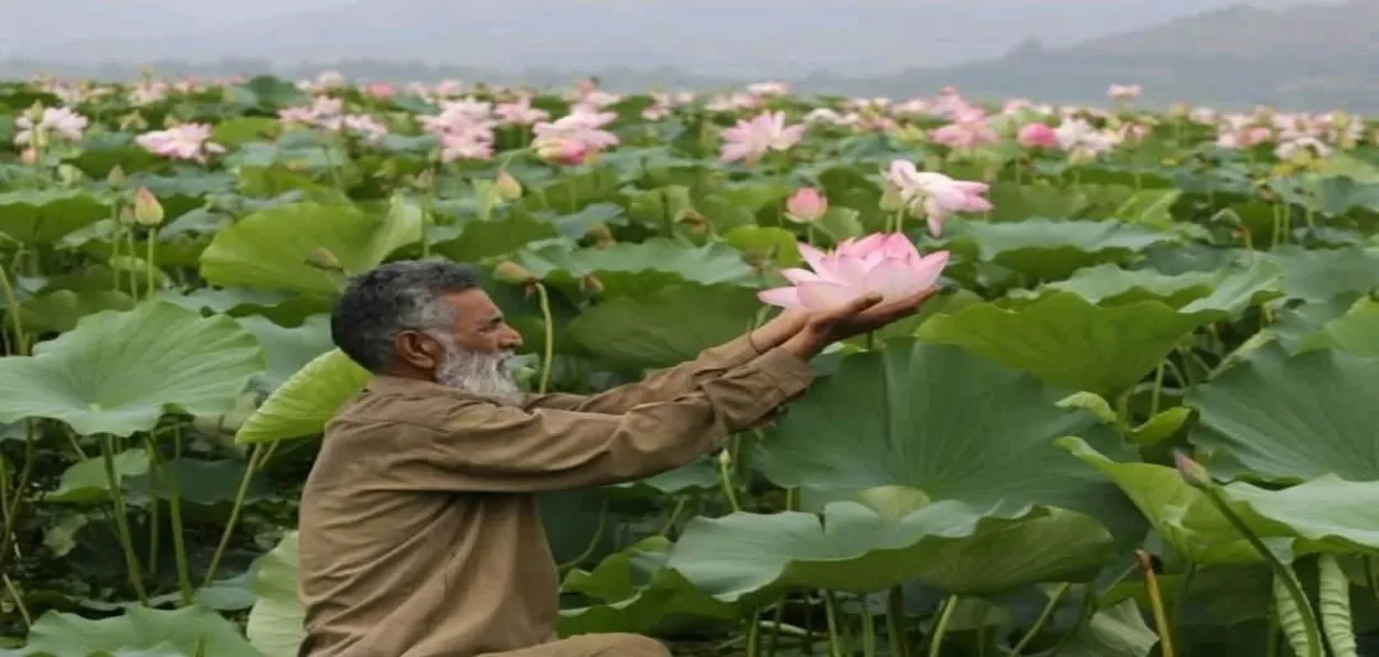 A farmer cupping a Lotus flower in Wular Lake, Bandipora, Kashmir