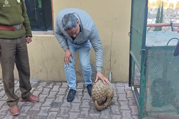 The rescued rare Indian Pangolin