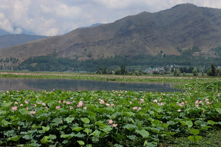Lotus beds in Wular Lake, North Kashmir