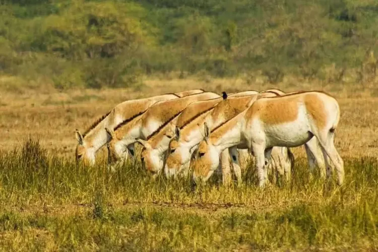 Banni Grasslands, Kutch District, Gujarat