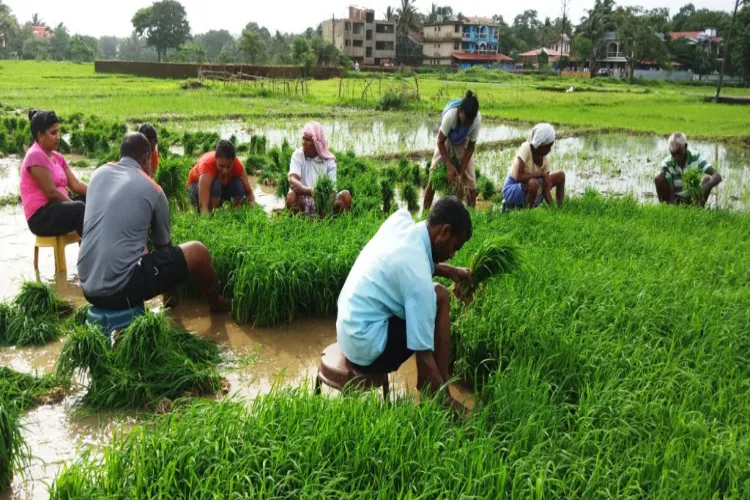Farmers transplanting paddy in Goa