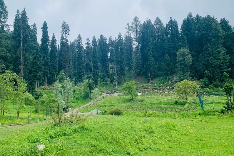 forest area in Gogaldara (file)
