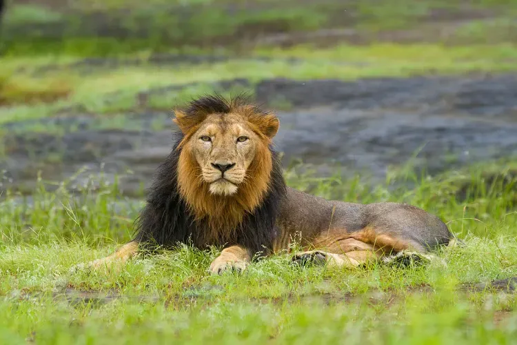 India's Asiatic lion