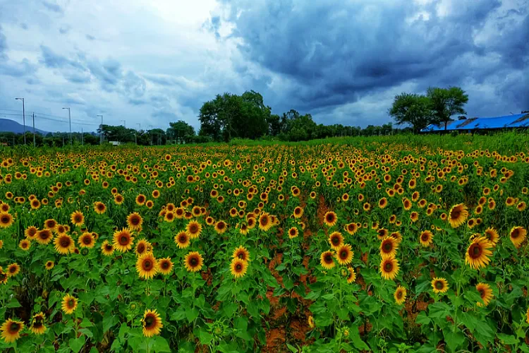 Flower fields of Karnataka's Gundlupet