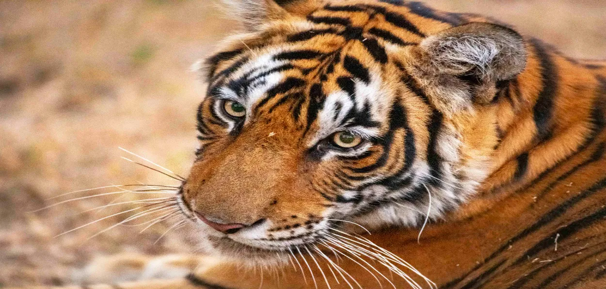 Tiger (File)