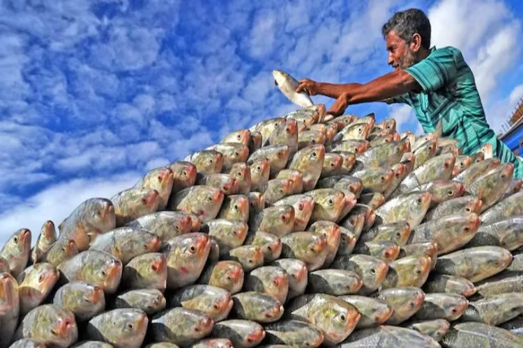 Hilsa fish