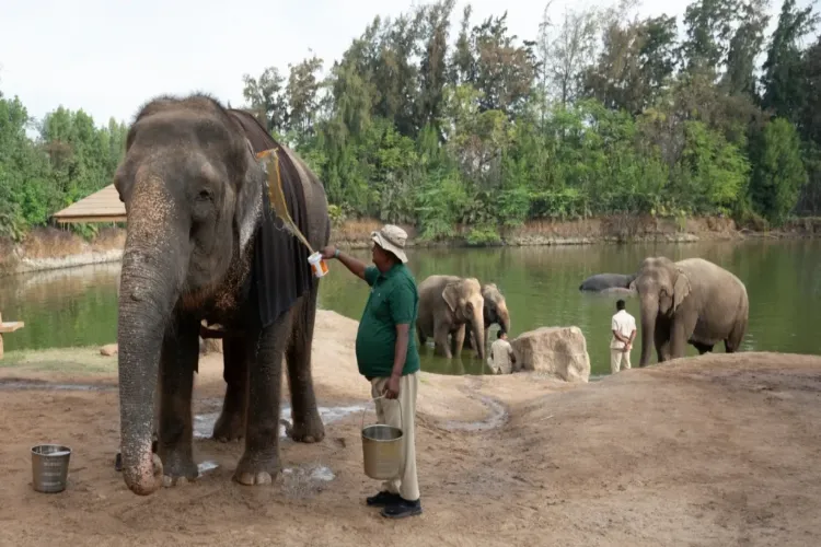 Vantara wildlife rescue and rehabilitation organization in Jamnagar