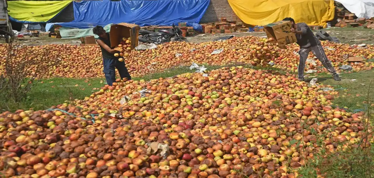 Farmers dumping rotten apple in Sopore (Basit Zargar)